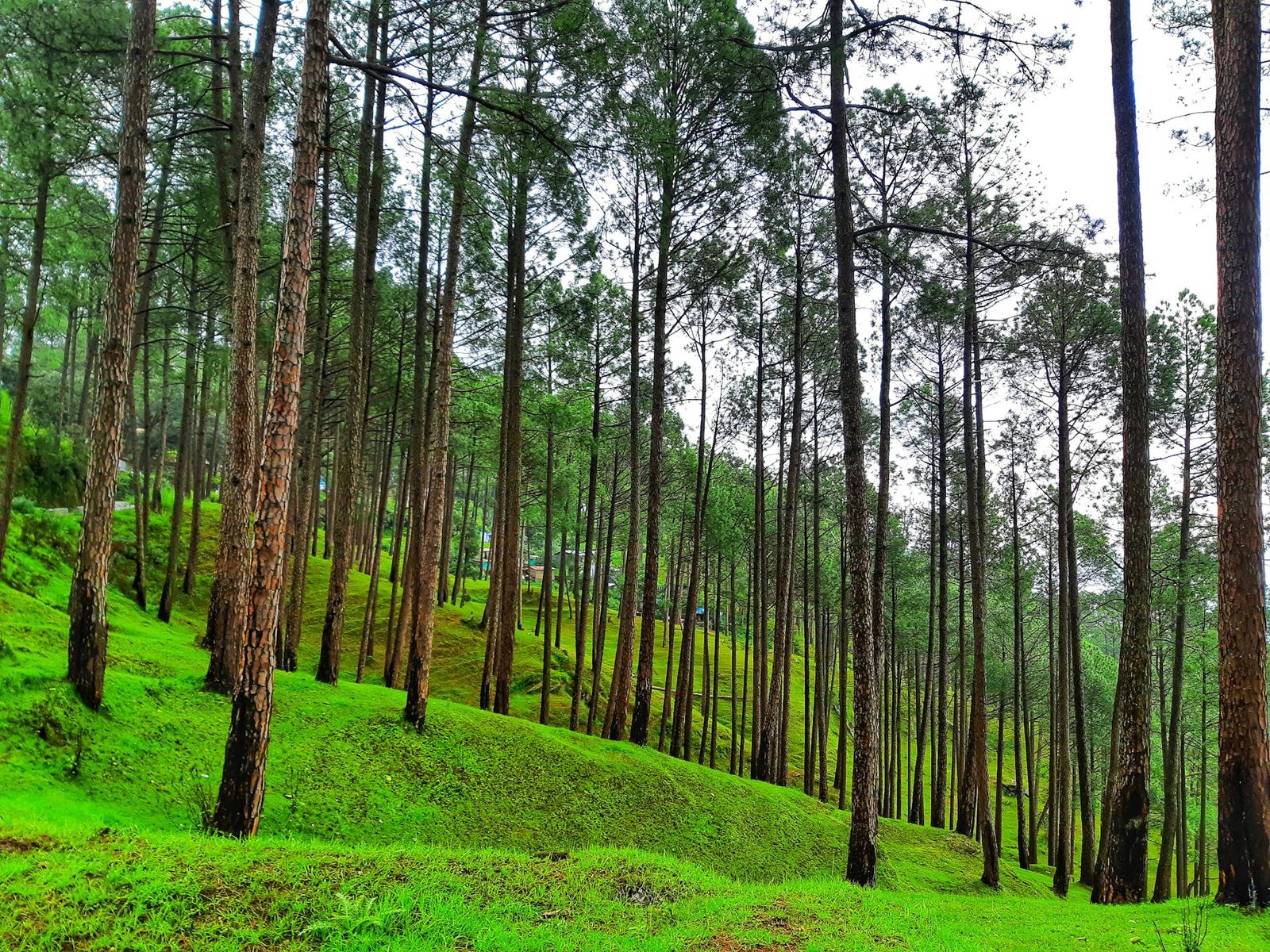 Ranikhet Uttarakhand